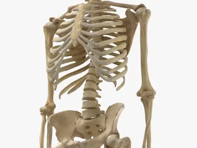 Real Human Male Skeleton Bones Anatomy 01 