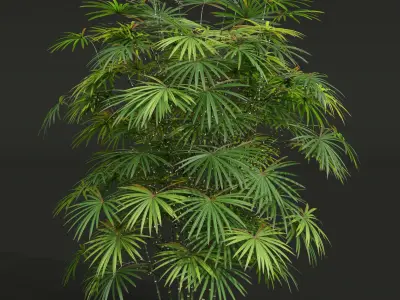 New Plant Rhapis Excelsa Bush Small001 Free 3D model