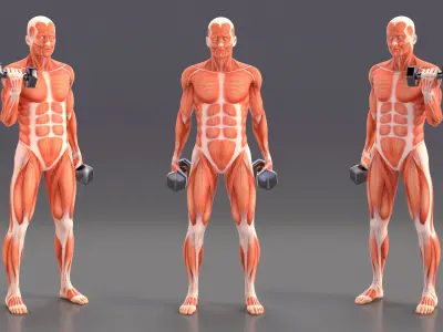  Anatomy Male Muscular System Biceps Curls Animated Rigged for Cinema 4D 