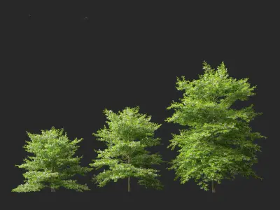 Styrax japonicus - Japanese snowbell  3D model