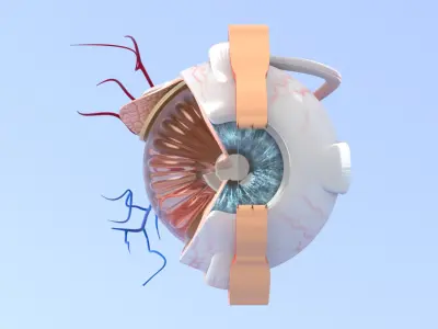  Eye Anatomy Section 