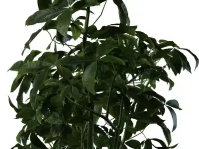 Realistic Money Tree Houseplant Pack  Low-poly 3D model