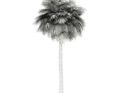 Sabal Palm Tree 3D Model 12m 3D model