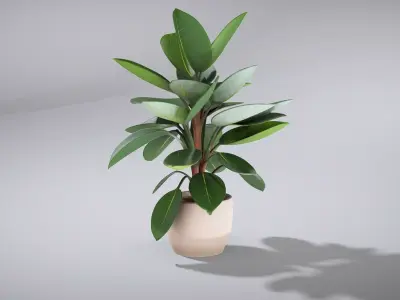 Elegant Ficus Elastica Rubber Plant Low-poly 3D model