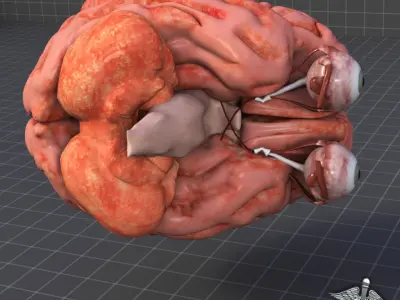 Eye and Brain 3D model