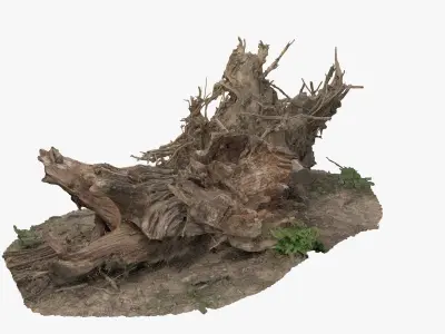 Tree uprooted dry stump roots 3D model