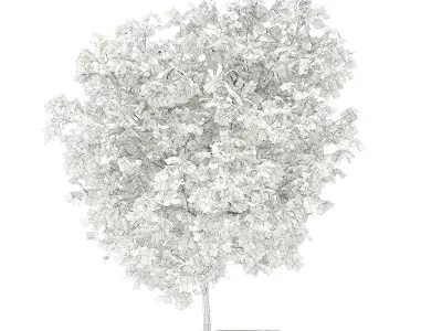 Grapefruit Tree 3D model