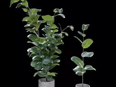 Rubber Ficus in pots 3D model