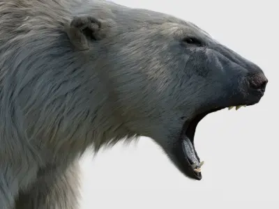  Polar bear RIGGED FUR 