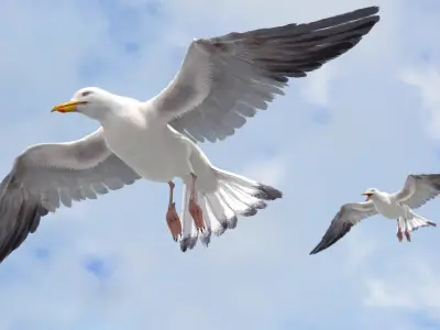  Seagull Fur Anatomy 