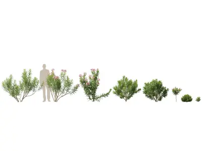 HighpolyLowPoly - Nerium oleander - Rosebay 01 Low-poly 3D model