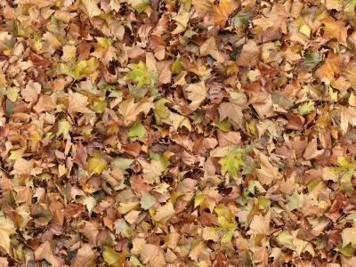 Seamless Autumn Leaves Texture  Texture