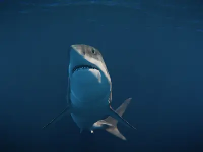 White Shark rigged and animated Blender3D Low-poly 3D model