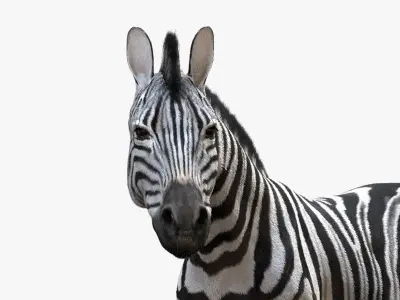  Zebra (Rigged) 