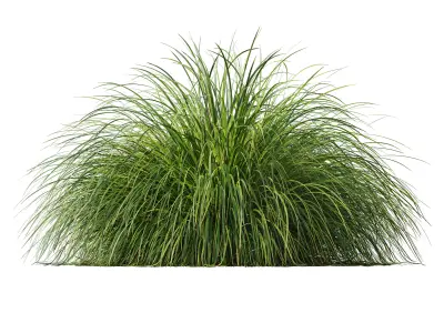 AV Carex Elata Aurea Grass and Kniphofia Caulescens 3D model