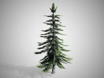 Alaska Cedar Tree Low-poly 3D model