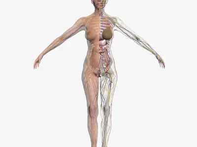 Full Female Body Anatomy 3DSmax 3D model