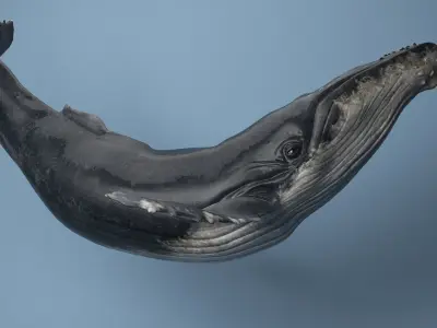 hump whale rigged  Low-poly 3D model