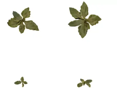 Stylized Groundleaf Cluster Pack  Low-poly 3D model