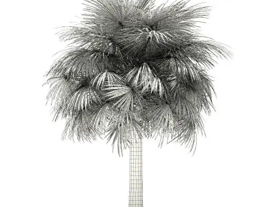 Silver Fan Palm Tree 3D Model 6m 3D model