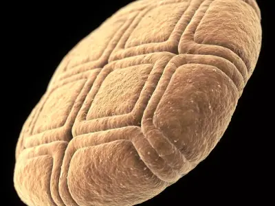 Acacia Pollen Grain 3D model