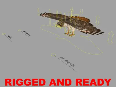  Buteo Jamaicensis 'Red-tailed Hawk' 