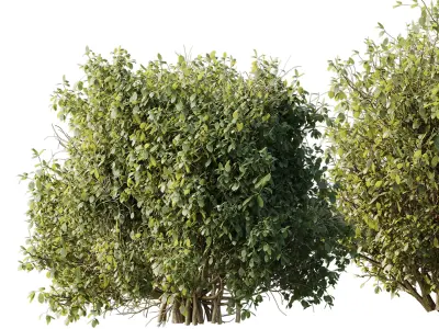 Collection mixed plants bush shrubs set 04 Low-poly 3D model