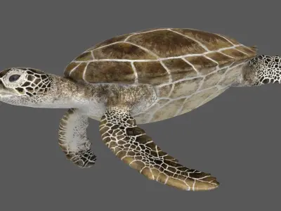  Green Sea Turtle (Animated) 