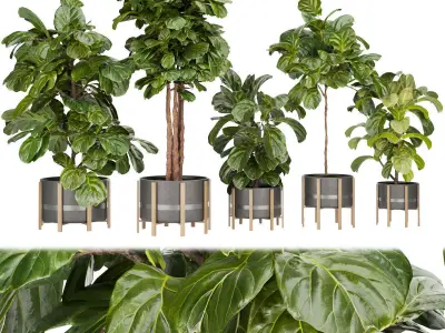 Collection plant indoor vol 6 3D Model Pack