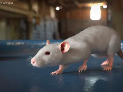  White Rat Fur Rigged For Blender Animated Set 