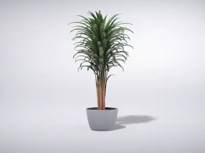 Elegant Dracaena Marginata Plant Low-poly 3D model