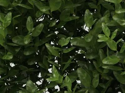 Hedge 3D model