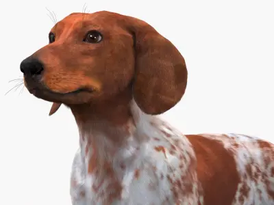  Short-Legged Hound with Dapple Coat Fur for Cinema 4D 