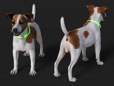  Jack Russell Terrier Wearing LED Collar Fur for Cinema 4D 