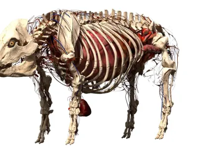  Pig Anatomy 
