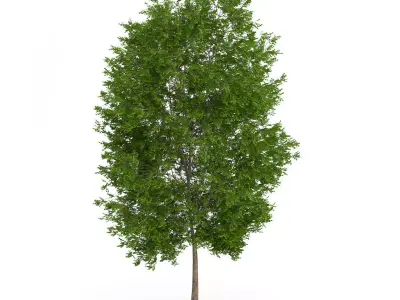 Maidenhair Tree Ginkgo biloba 3D model