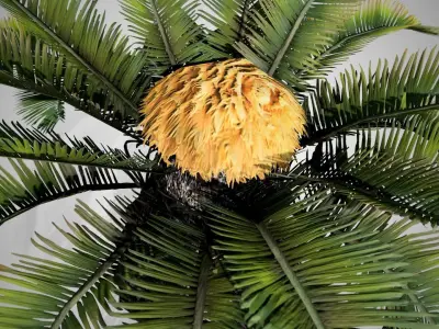 Sago Palm Tree Low-poly 3D model