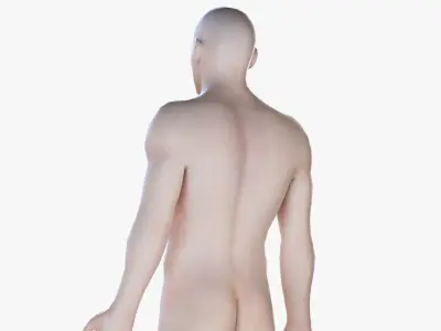  Full Male And Female Anatomy Low Poly Set 