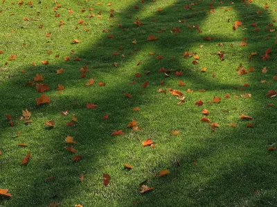lawn with leaves 2 3D model