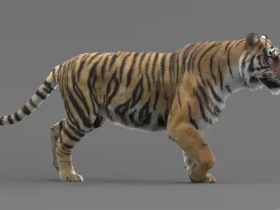  Tiger Animated 