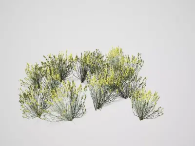 Broom Snakeweed Cluster Spring grass Low-poly 3D model