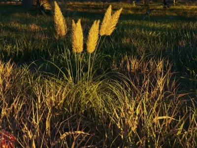 August Forest 3D model