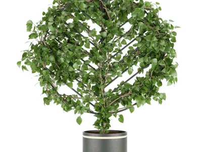 Collection plant vol 101 Free 3D model