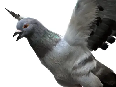  Gray Dove Fur Animated Rigged 