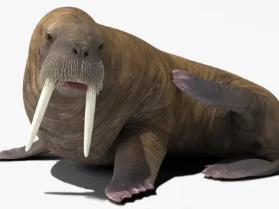  Resting Walrus Animated Rigged For Blender 