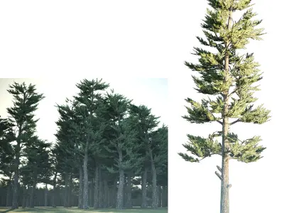 Conifer Forest 3d exterior  scene Low-poly 3D model