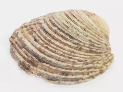 Shell Light - Realistic Cockle Seashell 3D model