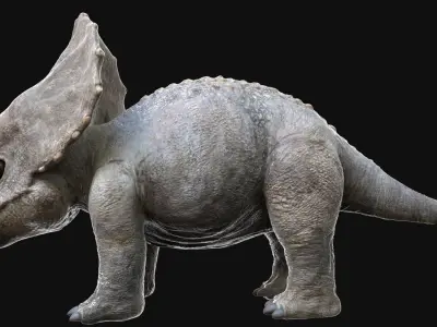  TriceratopsBaby 3D Rigged 