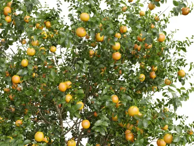 AV Fruit Trees Malus Apple Yellow and Orange Arancio 3D model