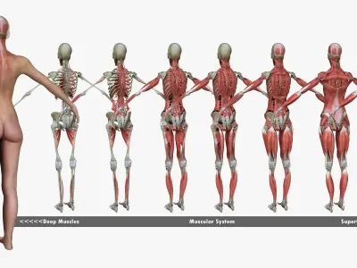 Muscle Anatomy Medical Edition Female 3D model